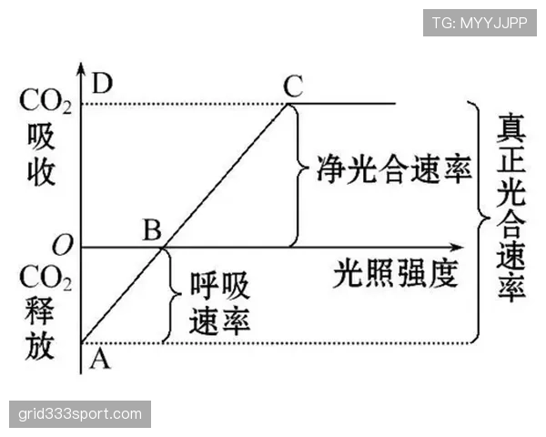 萨比策世界杯关键作用分析